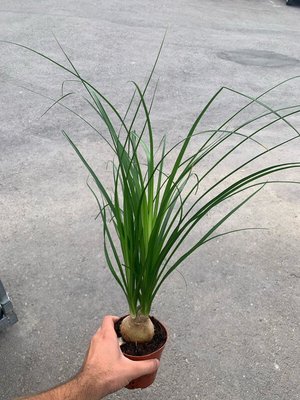 Beucarnea, Beaucarnea, Nolina Recurvata, Mangiafumo - vaso Ø12 cm