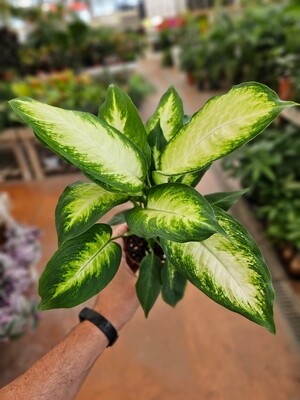 Dieffenbachia Seguine &#39;Camilla&#39; - vaso Ø12 cm
