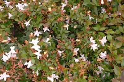 Abelia grandiflora ' Prostrata ' - vaso Ø 18cm