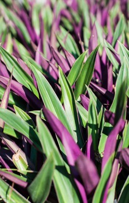 Tradescantia spathacea &#39;Purple Passion&#39;, Erba Miseria, Tradescanzia - vaso Ø12 cm