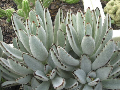 Kalanchoe tomentosa - Planta peluche - Pianta di velluto vaso 5.5