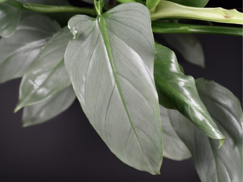 Philodendron Hastatum &#39;Silver Sword&#39; - vaso Ø11 cm