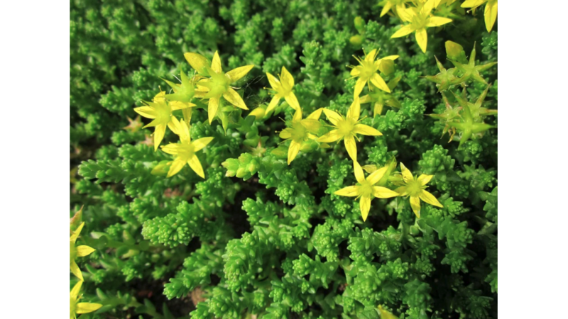 Sedum Acre &#39;Aureum&#39; - vaso Ø14 cm