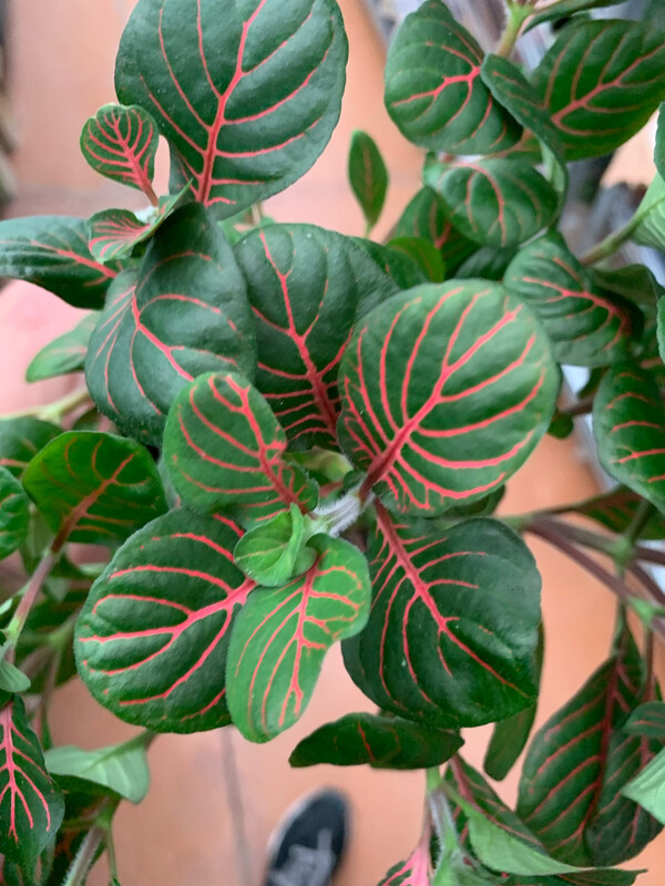 Fittonia 'Bubble Red' - vaso Ø12 cm