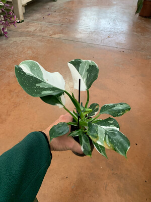 Philodendron 'White Wizard', Filodendro - vaso Ø12 cm