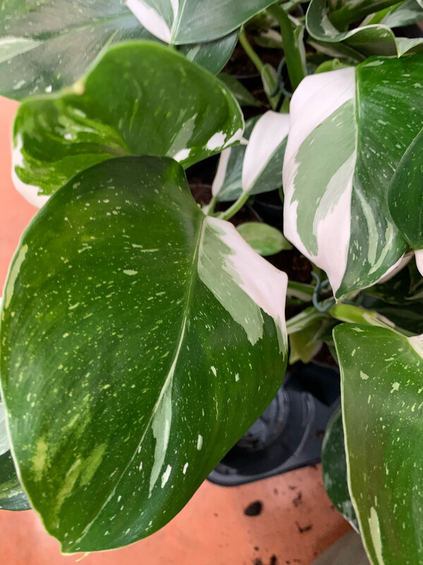 Philodendron 'White Wizard', Filodendro - vaso Ø12 cm