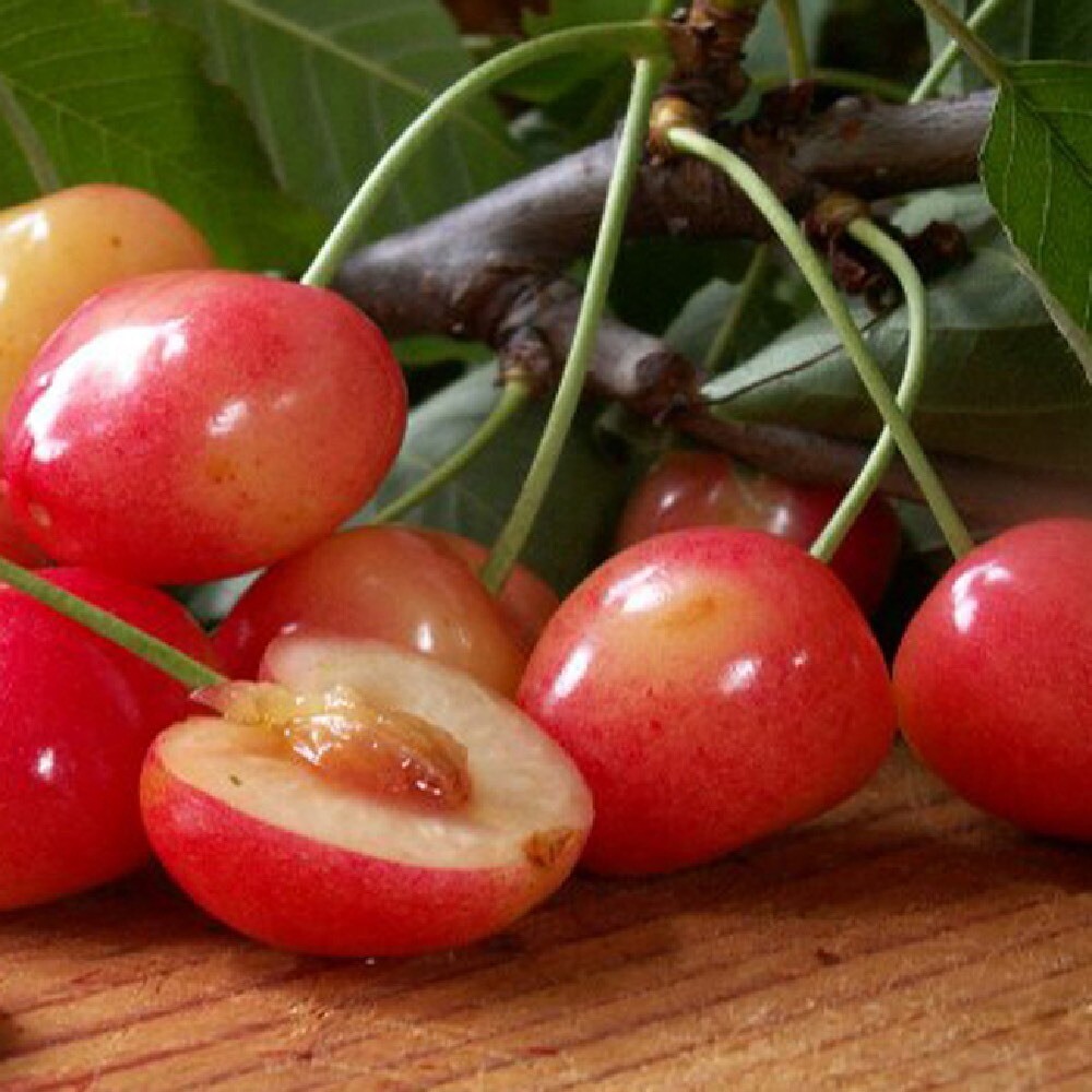 Ciliegio Marosticana, Ciliegio di Marostica,Prunus avium &#39;Marosticana&#39; - Vaso Ø25 cm