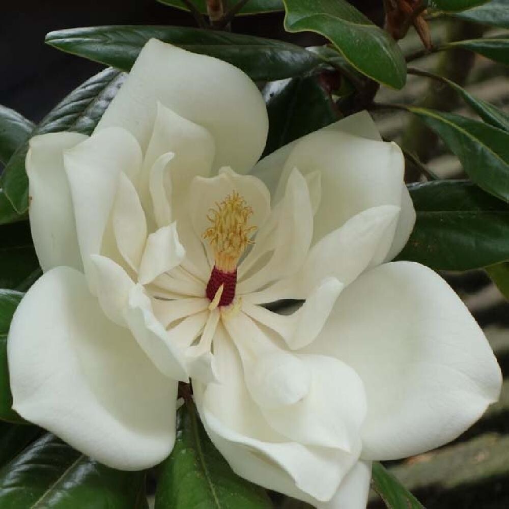 Magnolia grandiflora &#39;Le Nantais&#39; - vaso Ø18 cm