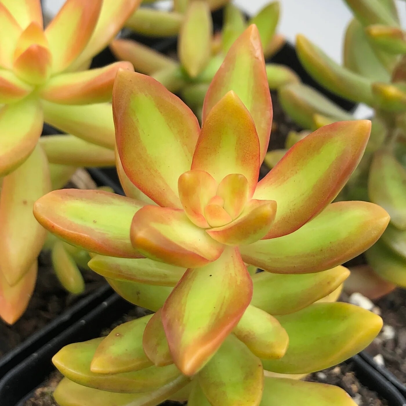 Sedum adolphi - vaso Ø5,5 cm