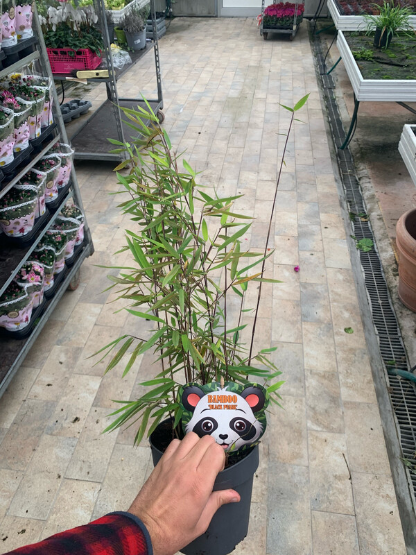 Fargesia Rufa, Bamboo, Bambù nano - vaso Ø17 cm