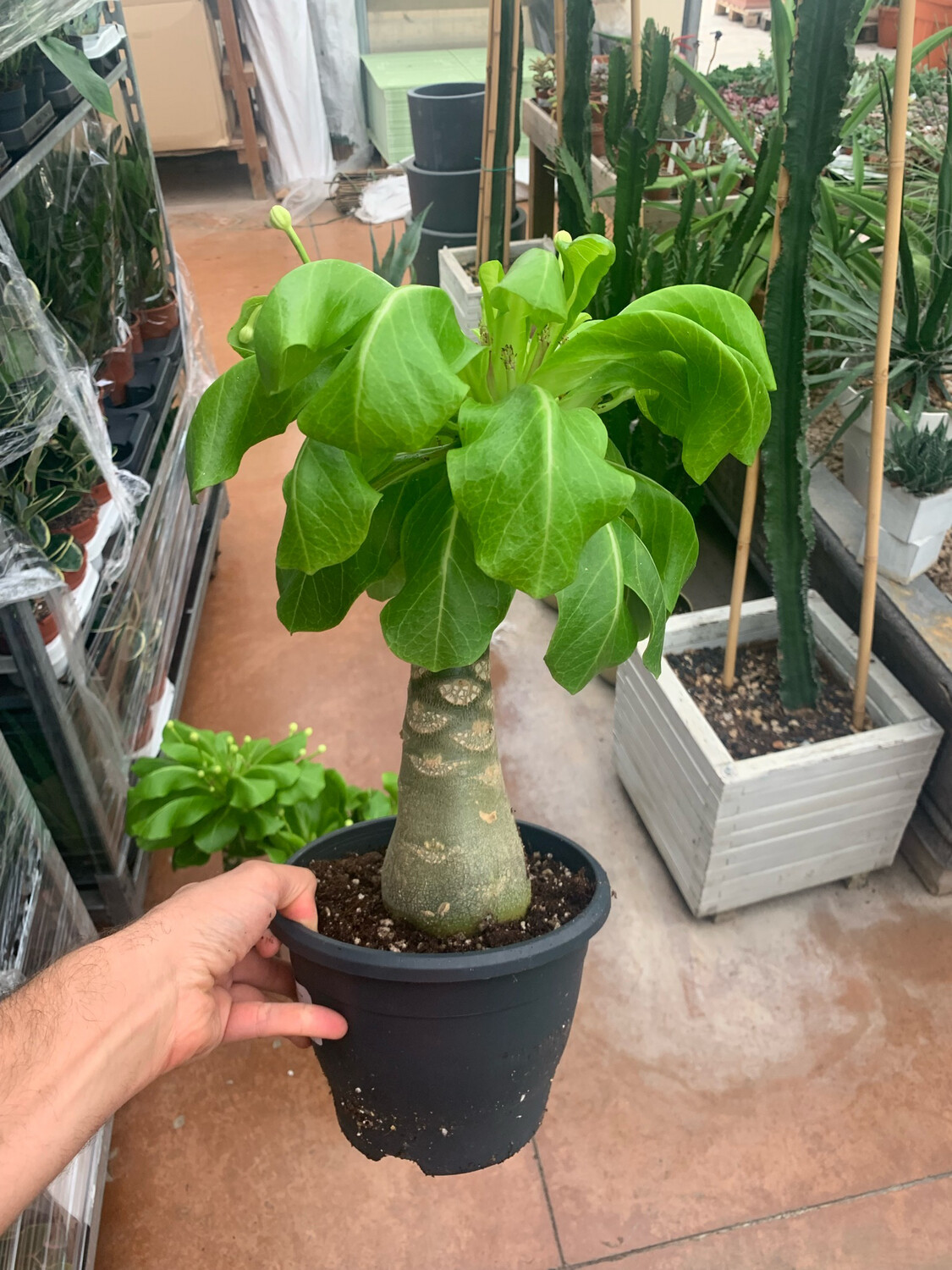Palma delle Hawaii, Brighamia Insignis, Brigamia (1 o più tronchi) - vaso Ø21 cm