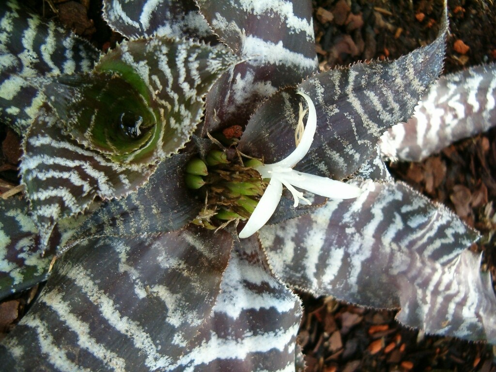Cryptanthus zonatus - vaso Ø9 cm