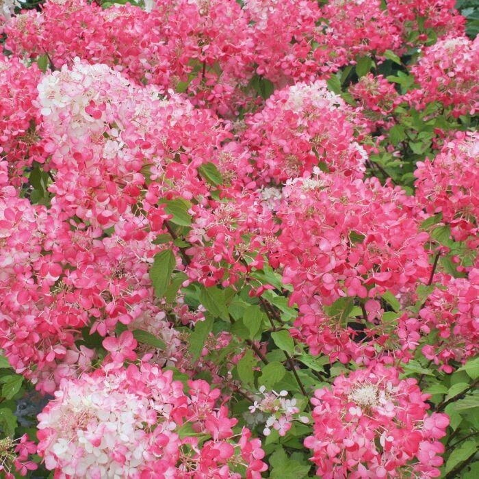 Ortensia Paniculata, Hydrangea paniculata &#39;Diamant Rouge&#39; - vaso Ø19 cm