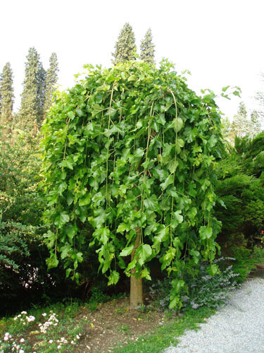 Morus alba &#39;Pendula&#39;, Gelso piangente - vaso Ø28 cm. h 200-220 cm