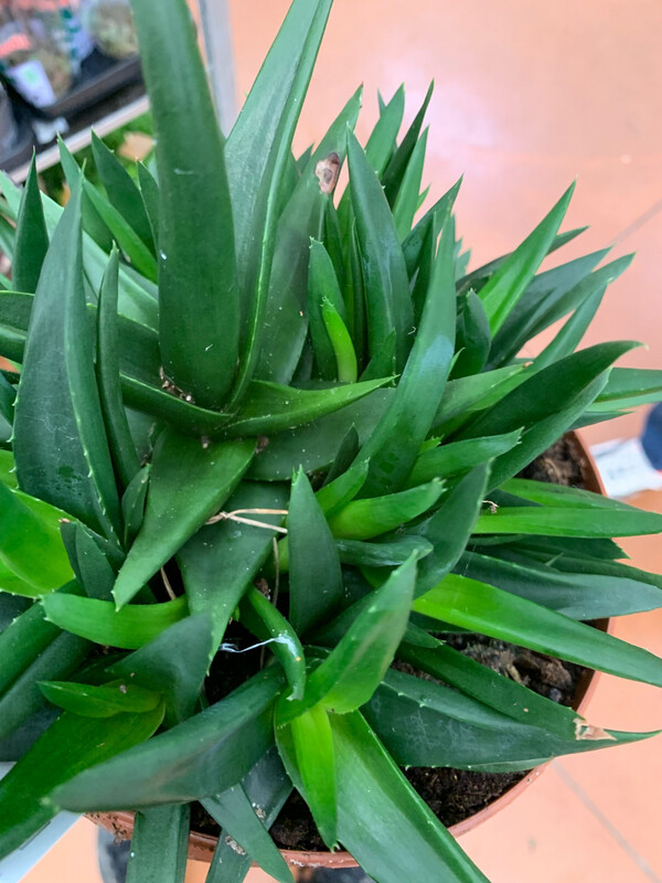 Aloe Black Gem - vaso Ø19 cm
