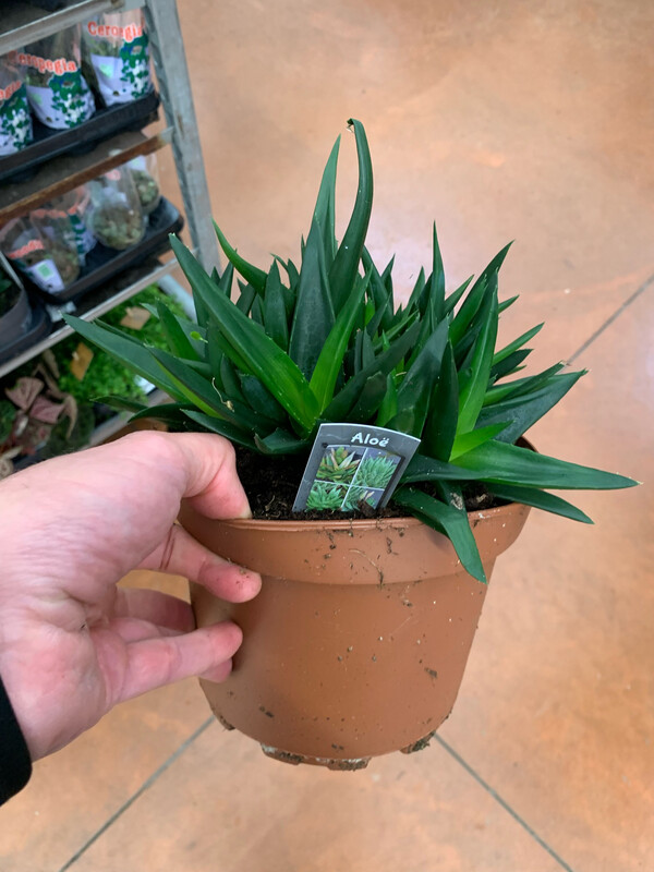 Aloe Black Gem - vaso Ø19 cm