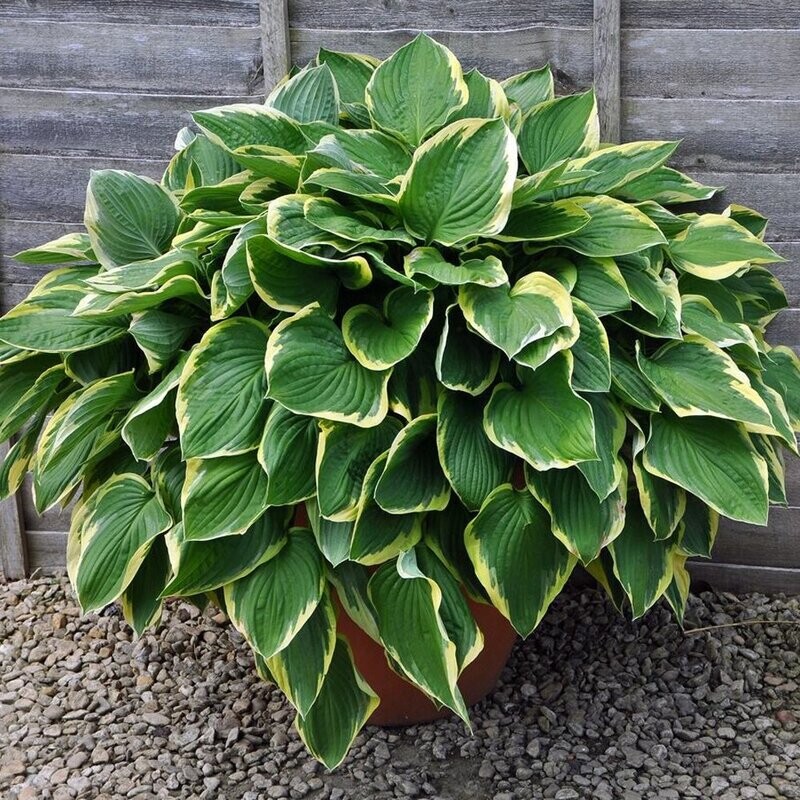 Hosta fortunei  &#39; Aureomarginata &#39; - vaso Ø13 cm quadrato