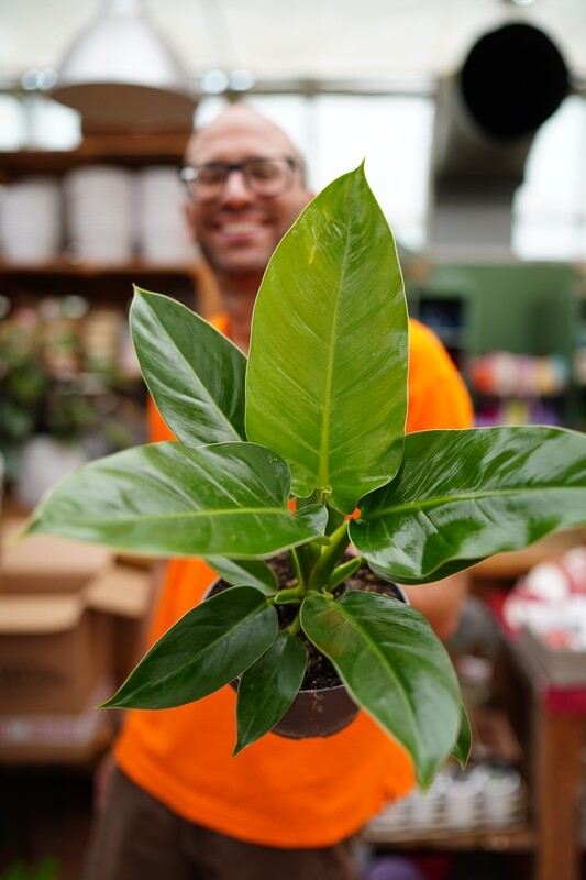 Philodendron Erubescens &#39;Imperial Green&#39;, Filodendro - vaso Ø18 cm