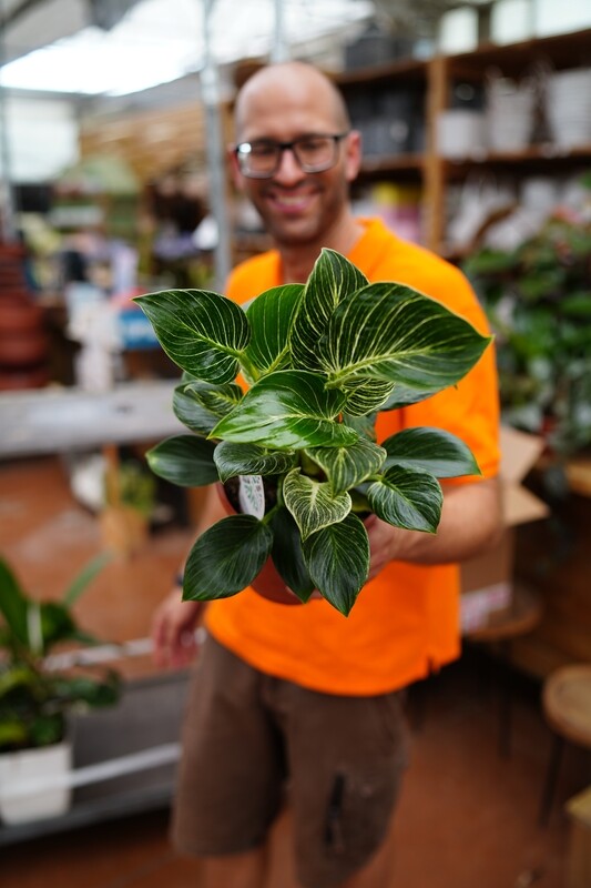 Philodendron Birkin, Filodendro - vaso Ø14 cm
