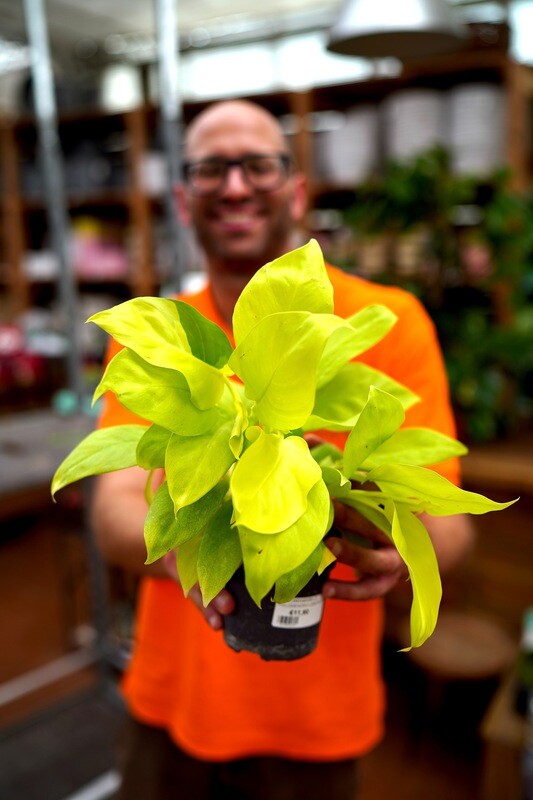Philodendron Hederaceum &#39;Lemon Lime&#39;, Filodendro - ciotola 17 cm