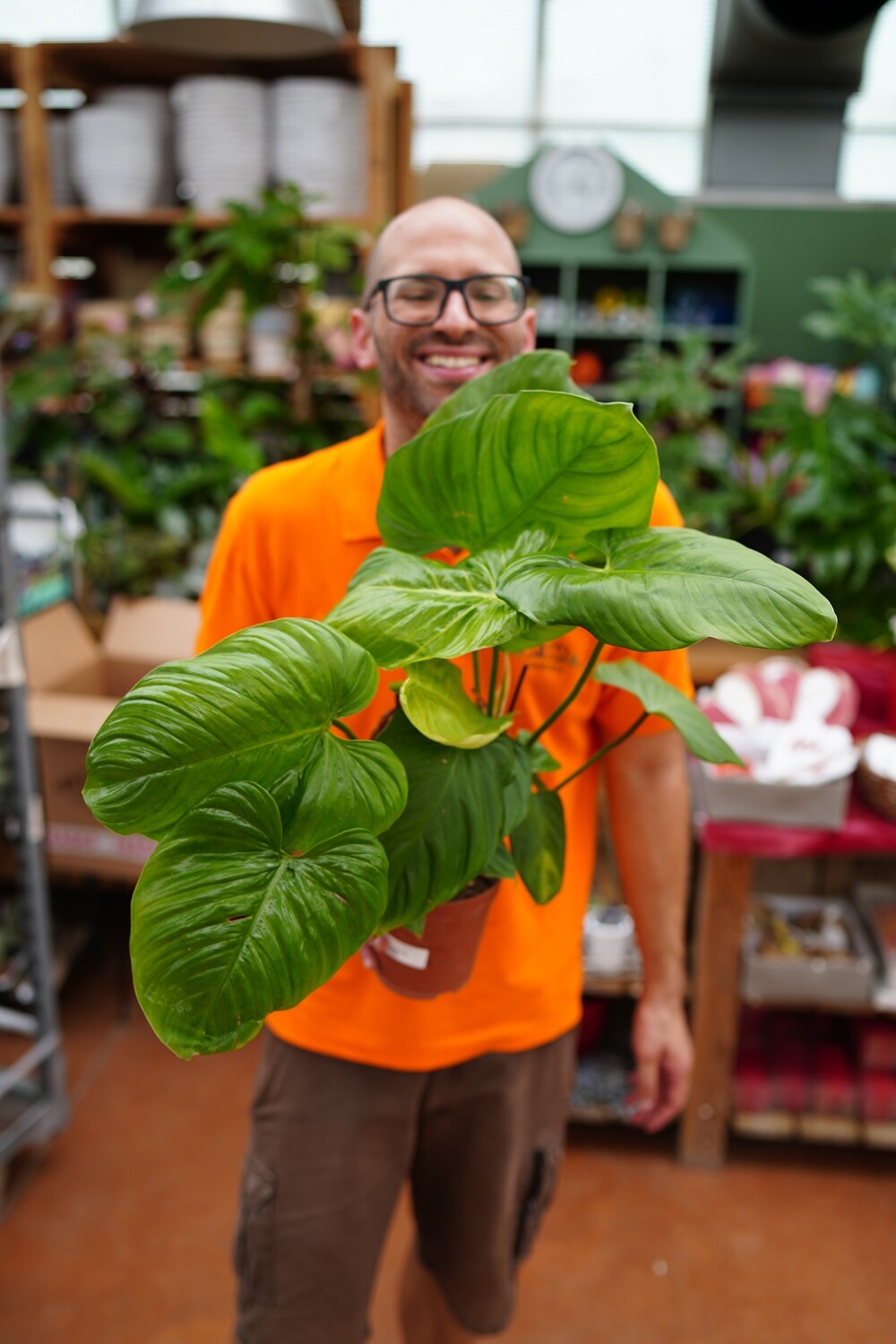 Philodendron Fuzzy Petiole, Filodendro - vaso Ø15 cm