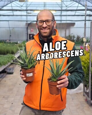 Aloe Arborescens - vaso Ø12 cm