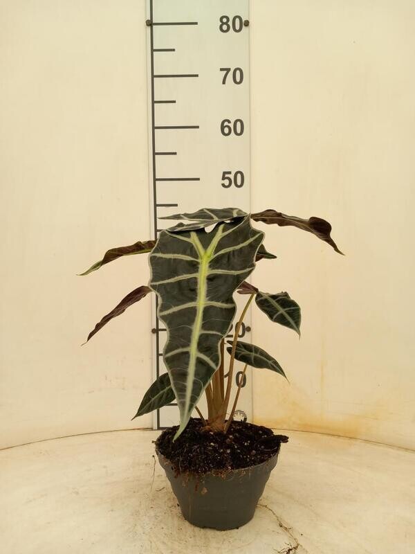Alocasia x Amazonica 'Polly' - ciotola Ø17 cm