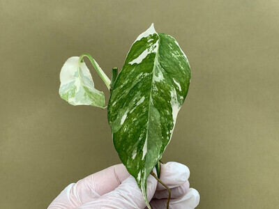 Epipremnum pinnatum 'Variegata', Potos, Pothos, Photus - vaso Ø13 cm