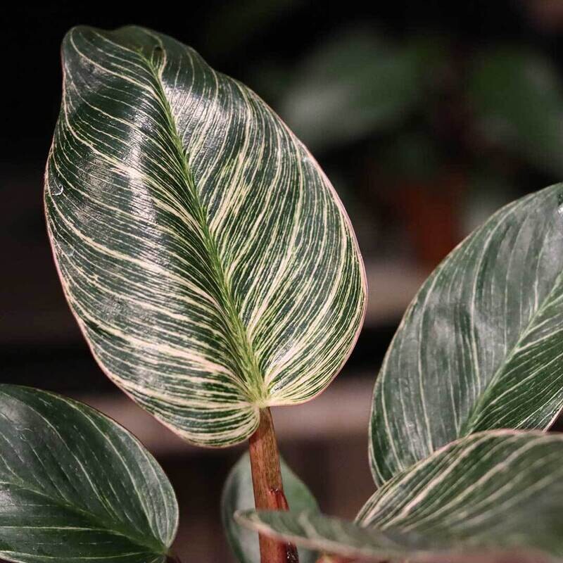 Philodendron &#39; Pink Bikini &#39; - Philodendron Birkin &#39; Pink Bikini &#39; - Filodendro - vaso Ø10.5 cm