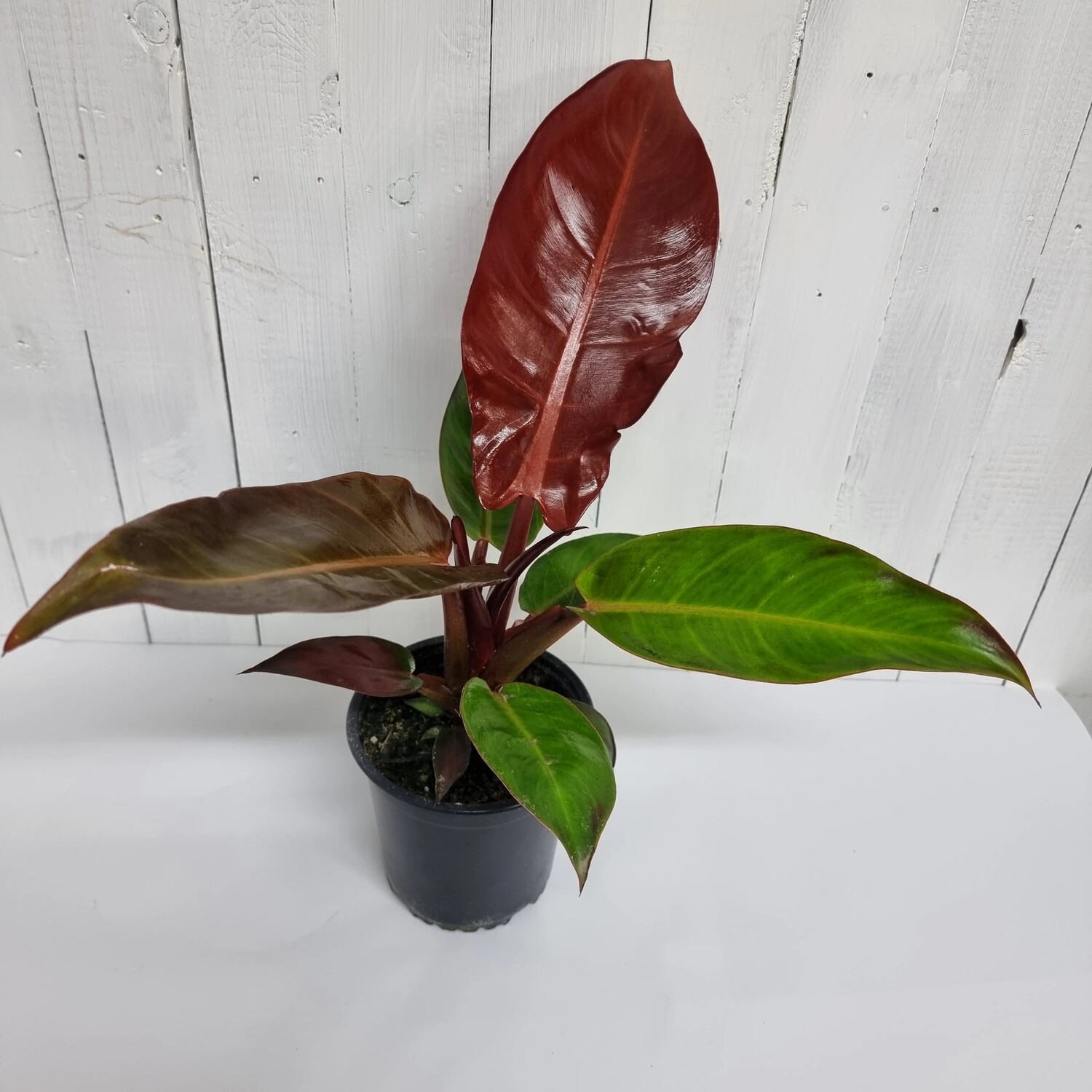 Philodendron &#39;Sunlight&#39;, Filodendro - vaso Ø12 cm