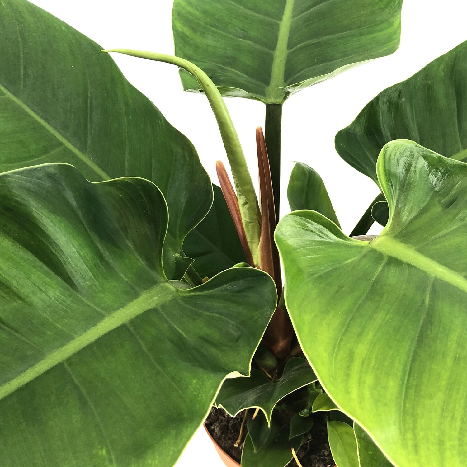 Philodendron Erubescens &#39;Imperial Green&#39;, Filodendro - vaso Ø17 cm