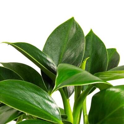 Philodendron 'Green Princess' - Filodendro - vaso 12