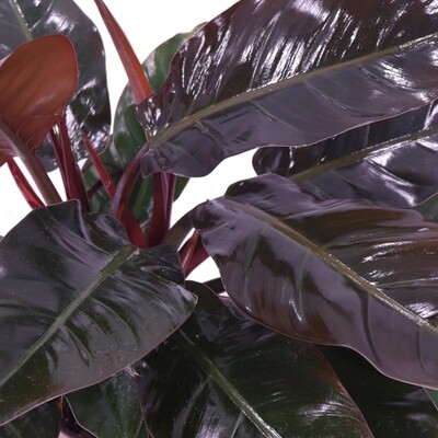 Philodendron Erubescens 'Imperial Red' - Filodendro - vaso 14 cm