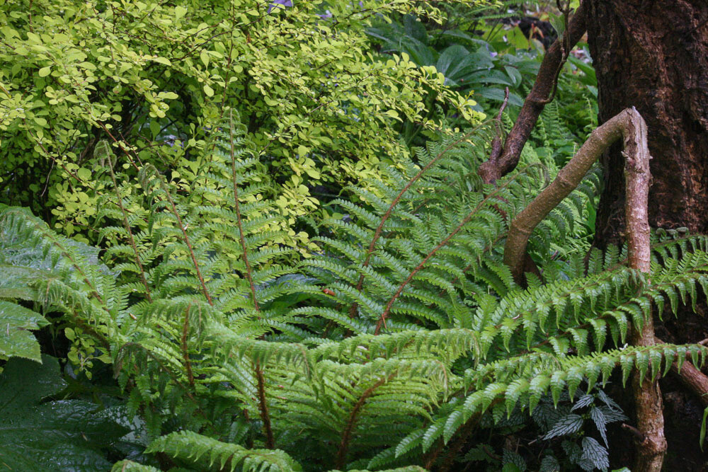 Felce da Esterno, Polystichum Polyblepharum - vaso Ø17 cm