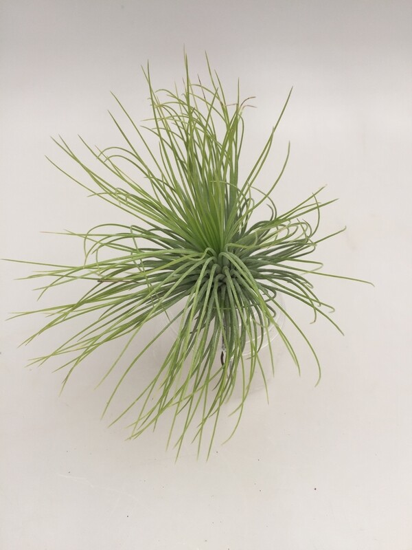 Tillandsia andreana