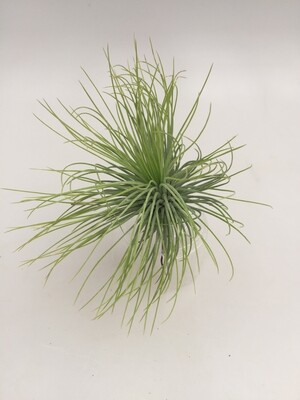 Tillandsia andreana Tillandsia andreana