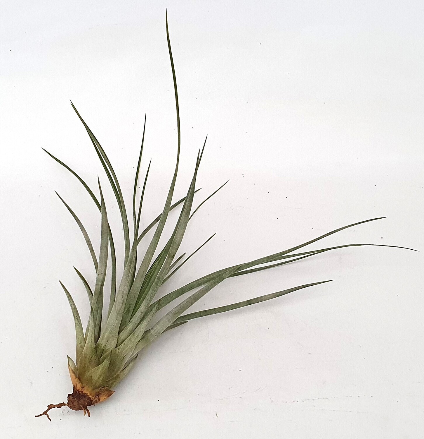 Tillandsia Pino