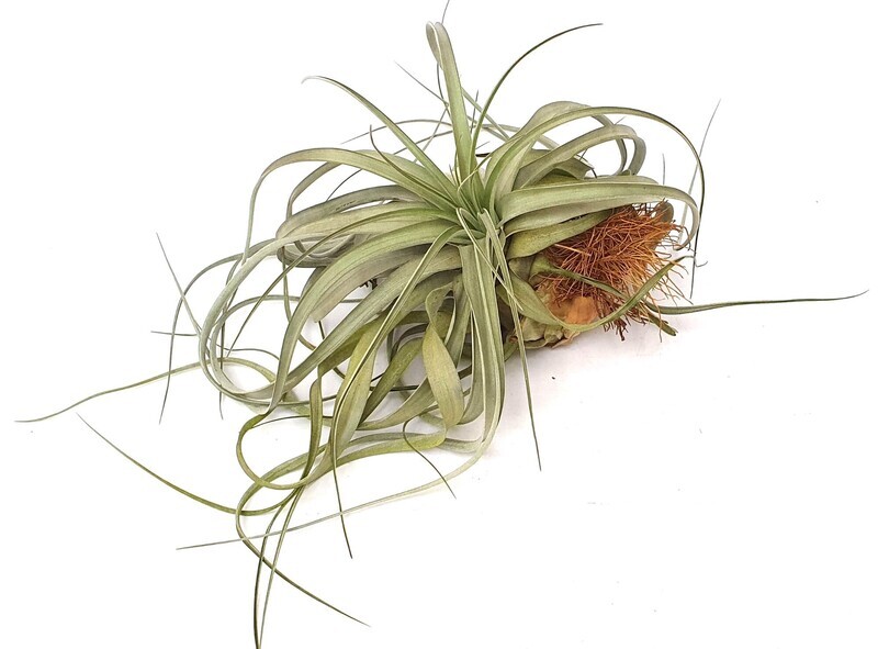 Tillandsia Clario