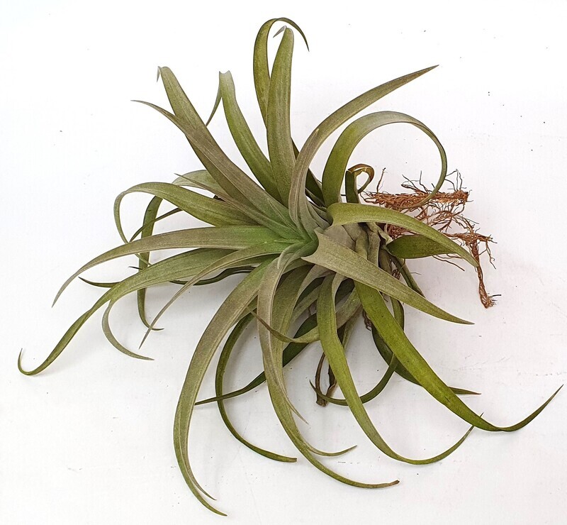Tillandsia Capitata xl
