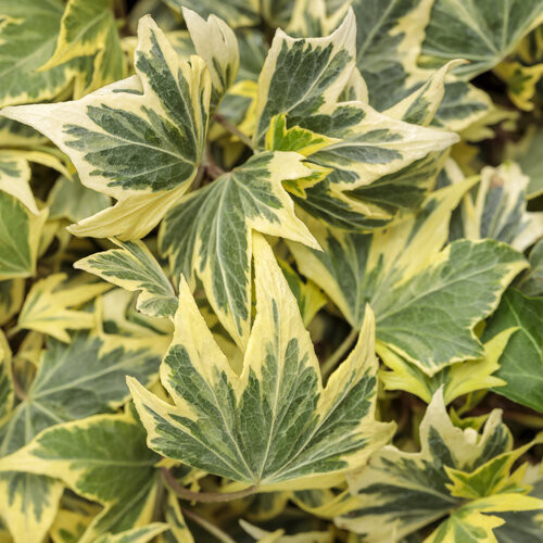 Hedera helix &#39;Yellow Ripple - 1CN VP.16 h 60 cm