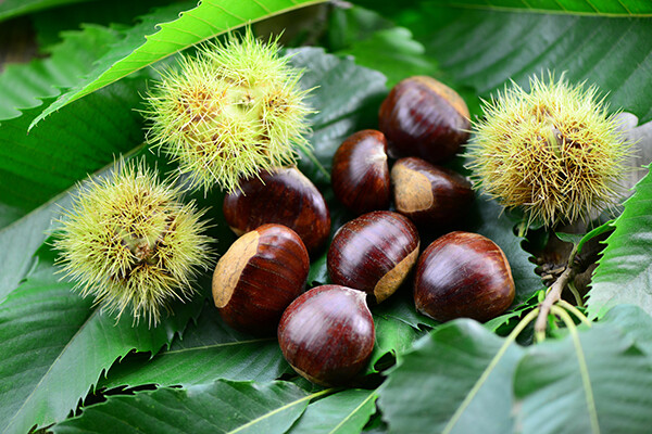 Castanea sativa x C. crenata, Castagno Bouche de Betizac - vaso Ø17 cm