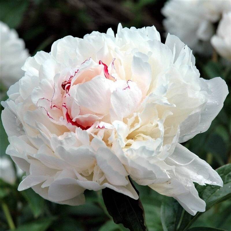 Peonia Erbacea, Paeonia lactiflora &#39;Festiva Maxima&#39; - vaso quadrato 13 cm