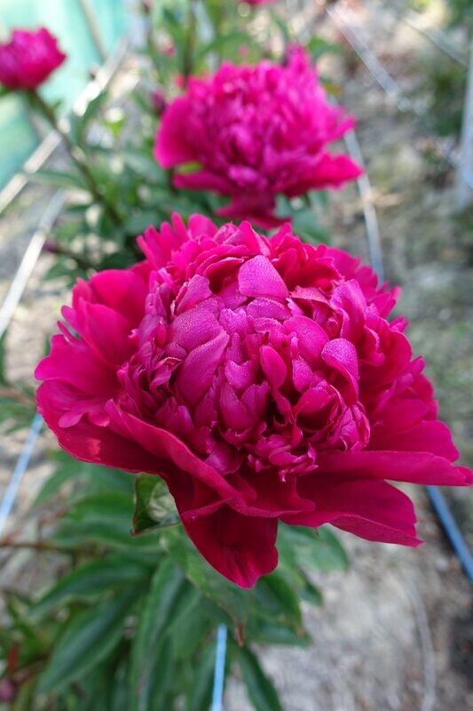 Peonia Erbacea, Paeonia lactiflora 'Big Ben' - vaso 13 cm quadrato