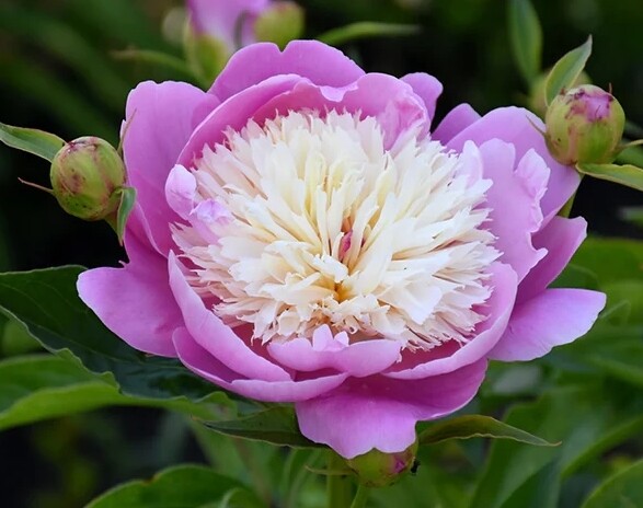 Peonia Erbacea, Paeonia lactiflora 'Bowl of Beauty' - vaso 13 cm quadrato
