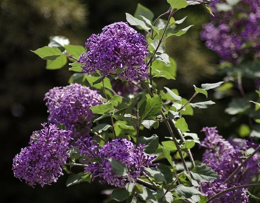 Syringa ' Bloomerang Dark Purple ' - Lilla - Serenella - vaso 24