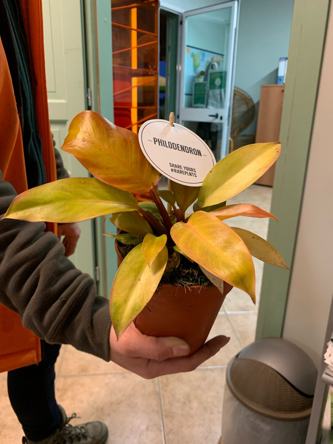 Philodendron 'Prince of Orange', Filodendro - vaso Ø12 cm