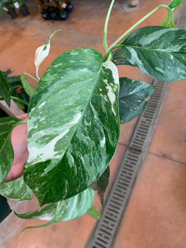 Epipremnum pinnatum &#39;Variegata&#39;, Potos, Pothos, Photus - vaso Ø13 cm