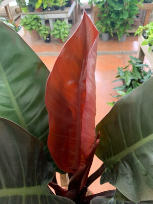 Philodendron Erubescens 'Imperial Red', Filodendro - vaso Ø19 cm