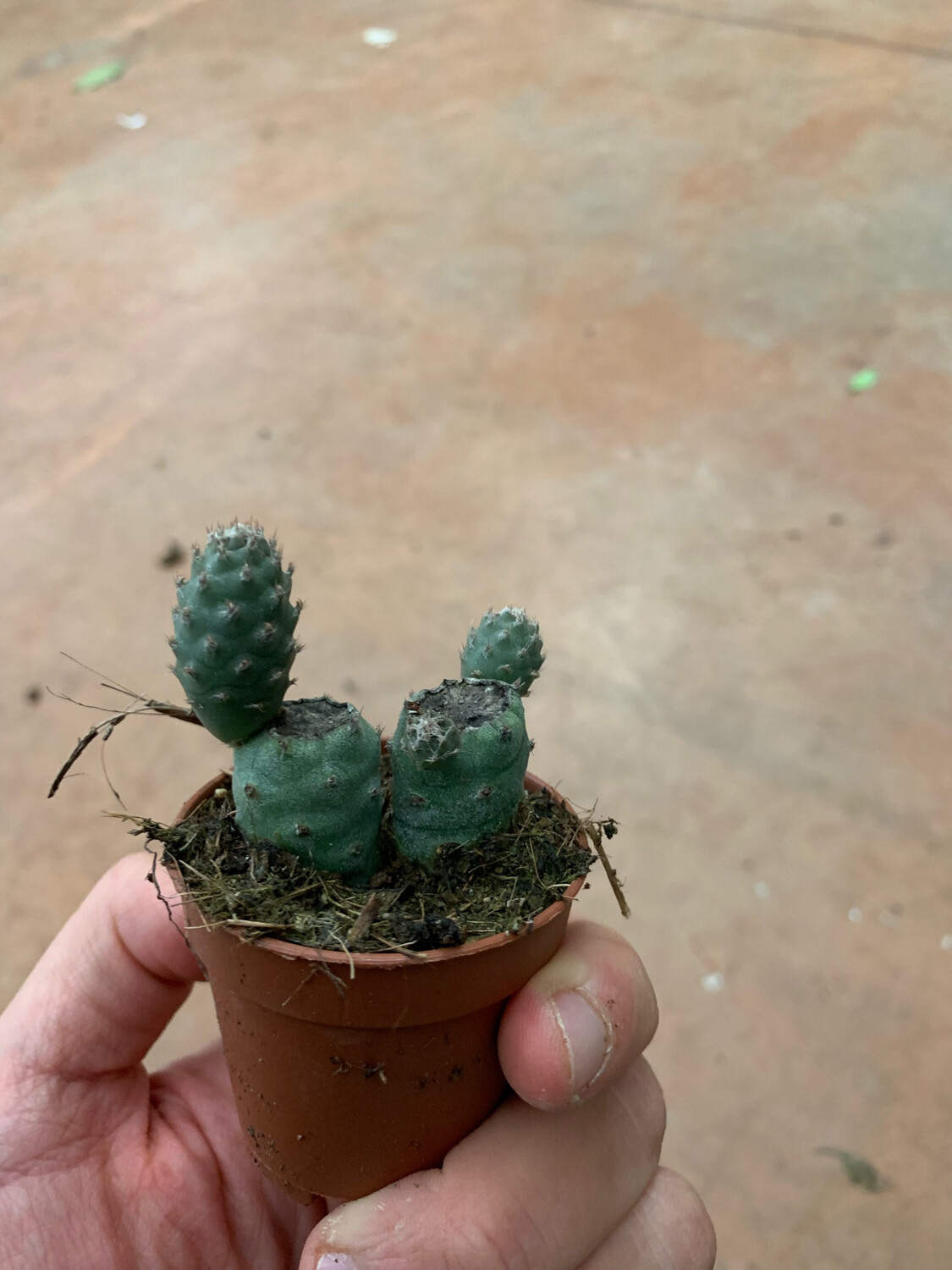 Tephrocactus Strobiliformis - vaso Ø5,5 cm