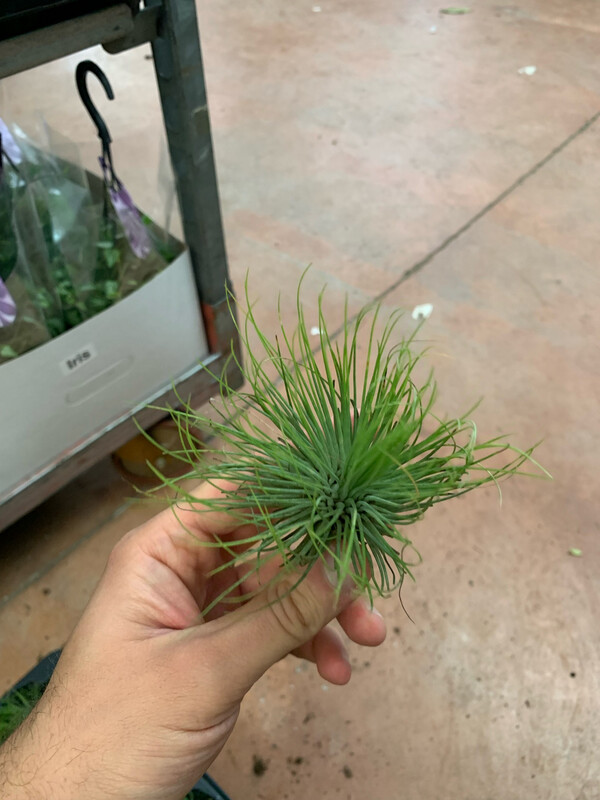 Tillandsia andreana
